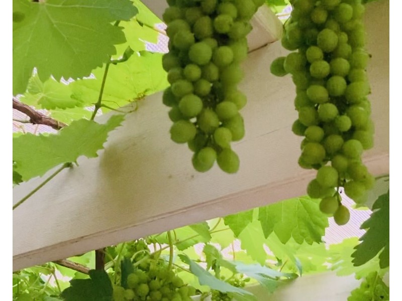 16 Floyd Court, Parkwood QLD 4214