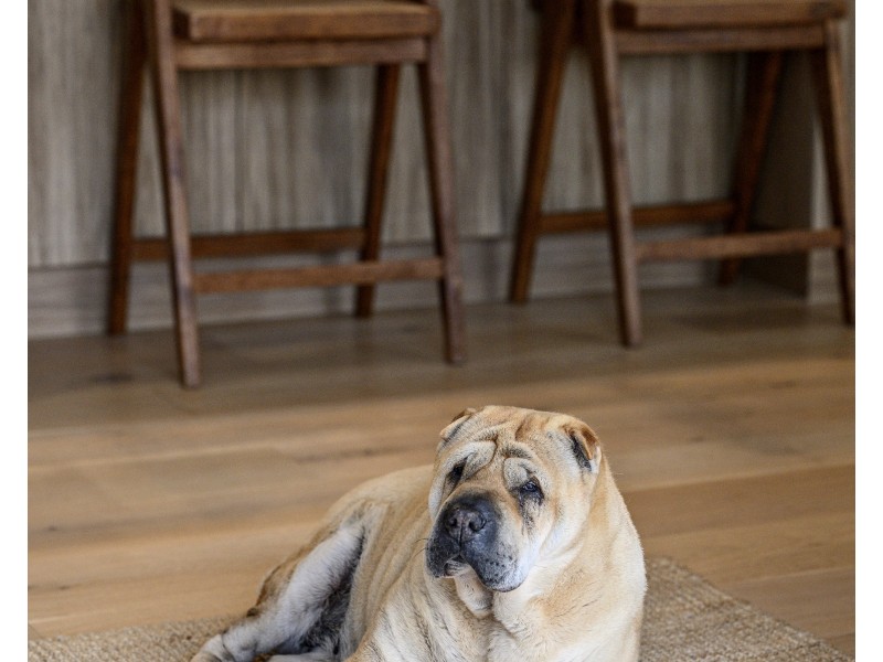 8 Joyce Court, Tallebudgera QLD 4228