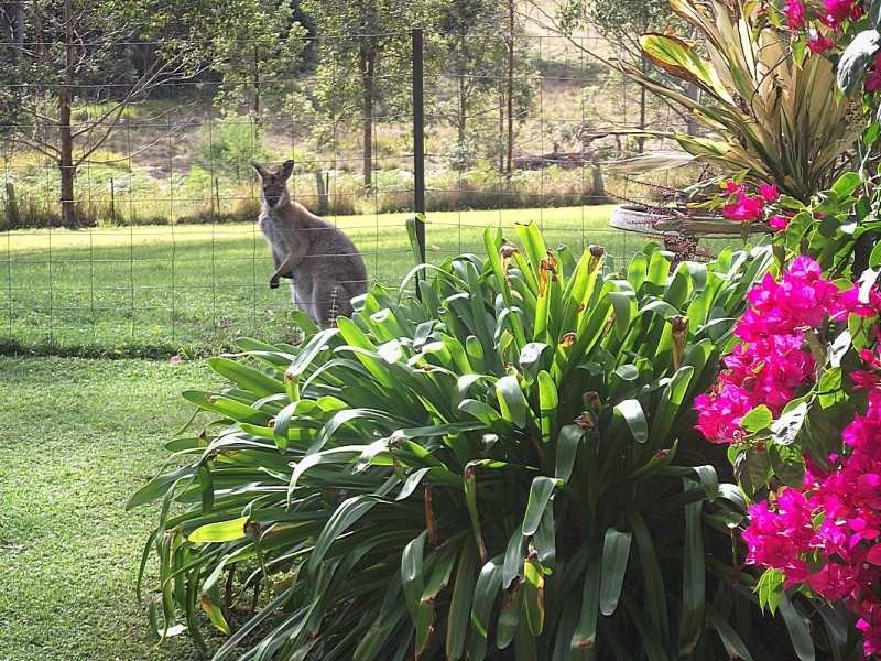 204 Lurcocks Road, Glenreagh NSW 2450