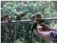 Coffs Harbour NSW 2450