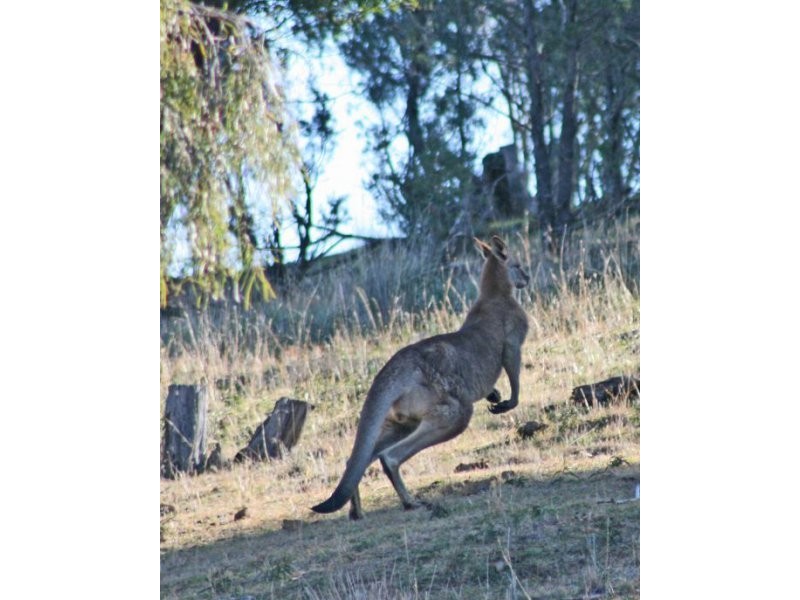 1035 Moore Creek Road, Tamworth NSW 2340