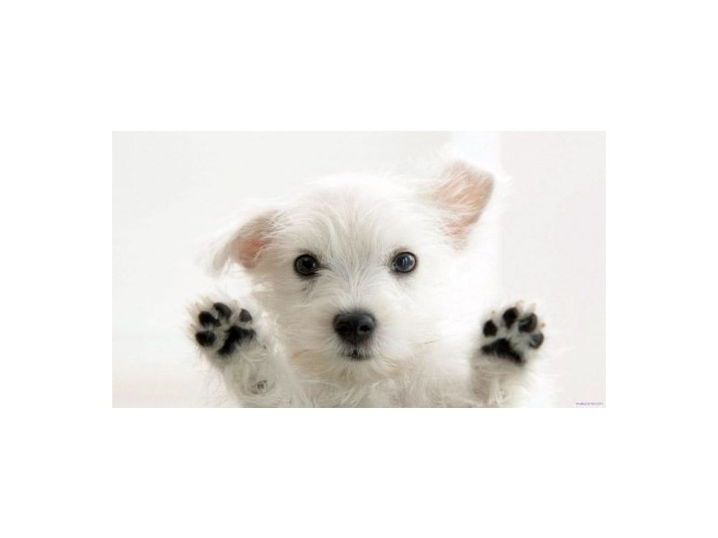 Railway Estate QLD 4810