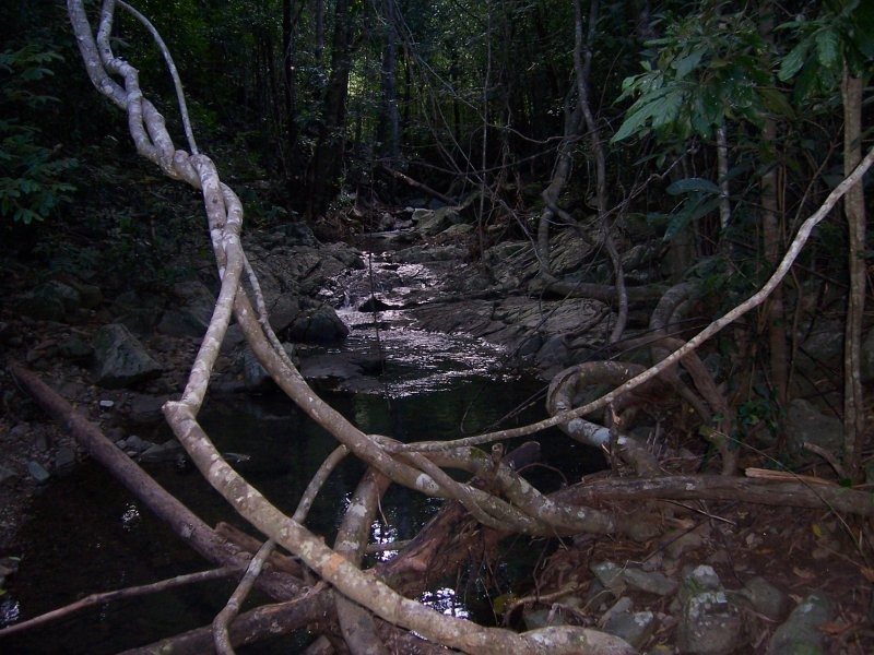 487 Paskins Road, Yalboroo QLD 4741