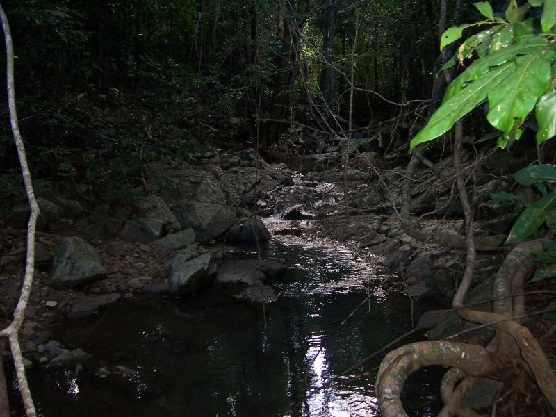 487 Paskins Road, Yalboroo QLD 4741