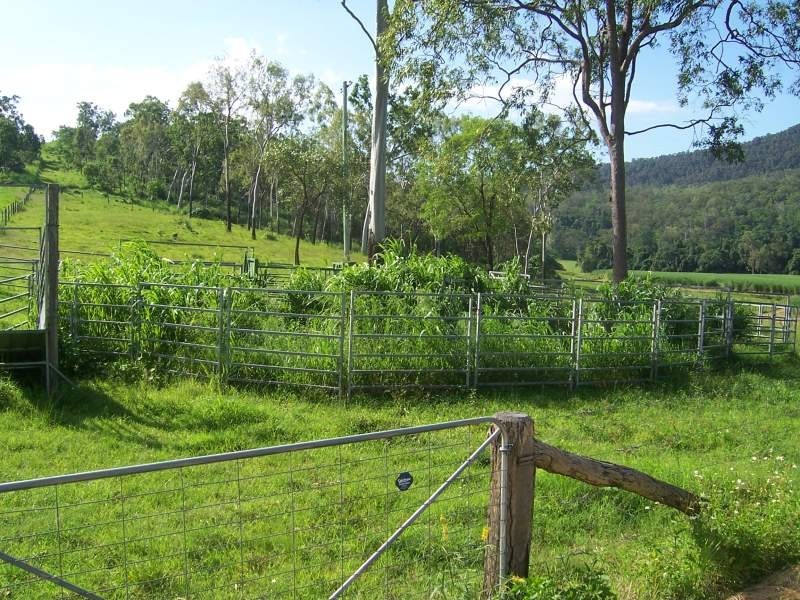 487 Paskins Road, Yalboroo QLD 4741