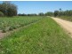 Lot 2 Wagoora-Yalboroo Road, Yalboroo QLD 4741