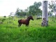 Lot 12 Leichhardt Road, Mirani QLD 4754