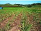 Lot 1 Le Gardes Road, Habana QLD 4740