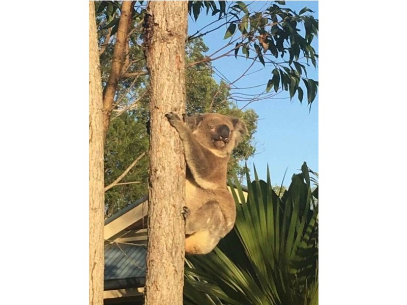 14 Tradition Place, Coomera Waters QLD 4209