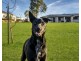 12 Sundew Crescent, Kensington Grove QLD 4341