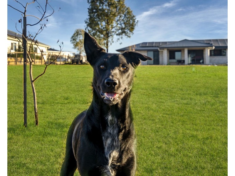 12 Sundew Crescent, Kensington Grove QLD 4341