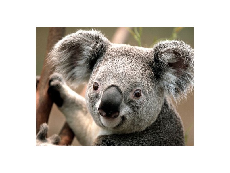 2 Iceberg Lane, Coomera Waters QLD 4209