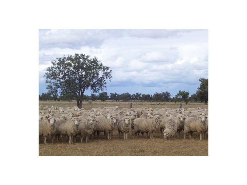 “INVERELLA” & “CARINYA”, Brewarrina NSW 2839