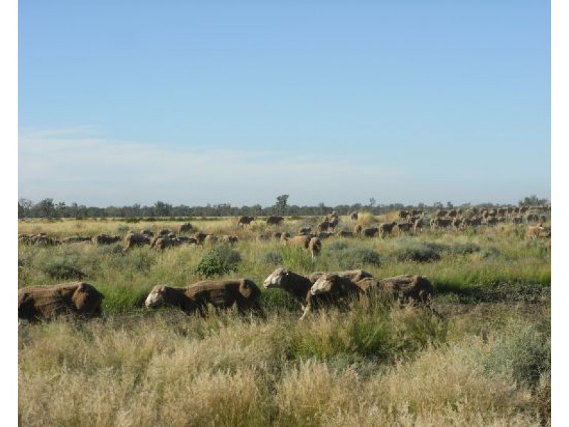 “NARRAN PARK”, Brewarrina NSW 2839