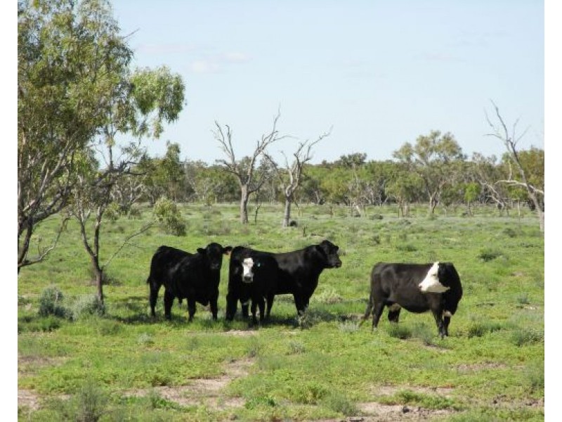 “NARRAN PARK”, Brewarrina NSW 2839