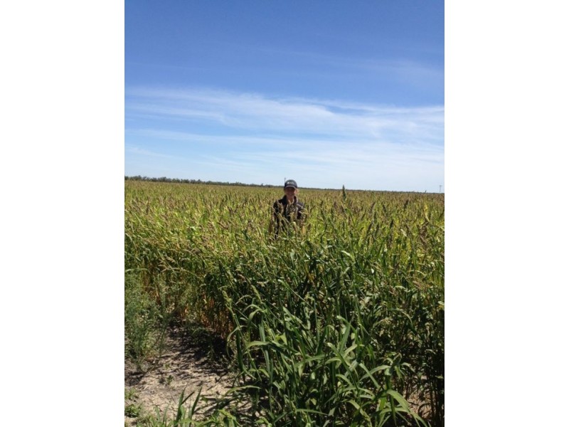 “ULAH”, Walgett NSW 2832