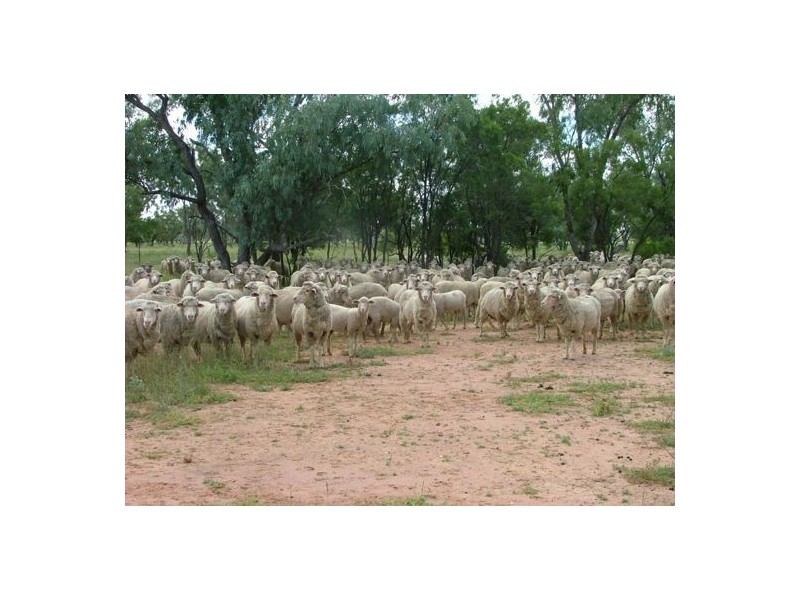 “WANDELLA”, Lightning Ridge NSW 2834