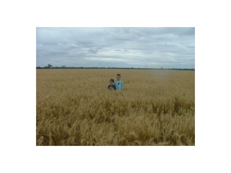 “WANDELLA”, Lightning Ridge NSW 2834