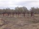 “BELMONT” LOT 51, DP 581514, Walgett NSW 2832