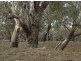 “BELMONT” LOT B, DP 418888, Walgett NSW 2832