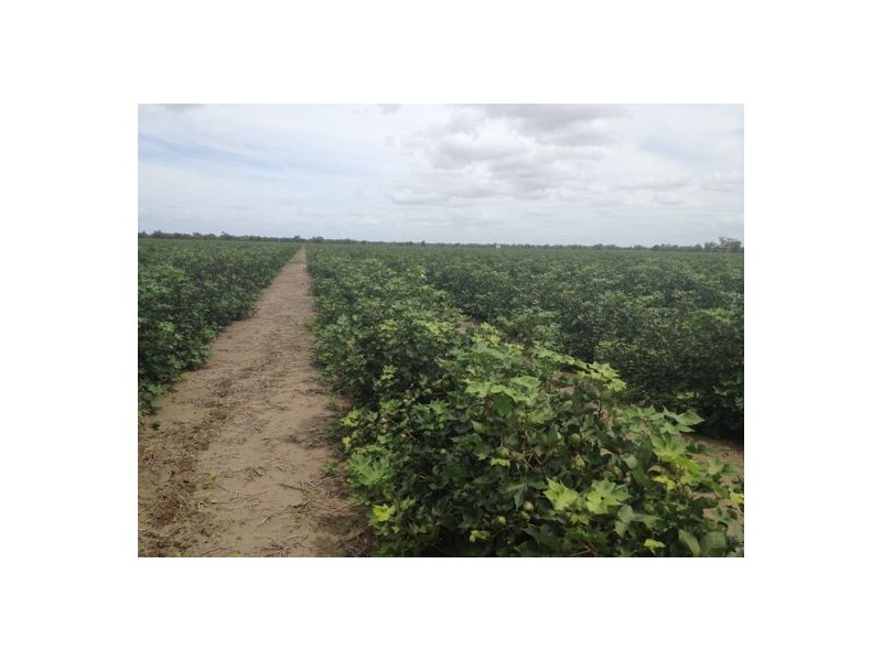 Ulah North, Walgett NSW 2832