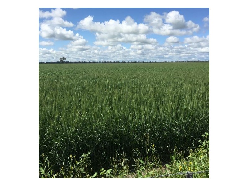 Errington Come By Chance Via, Walgett NSW 2832