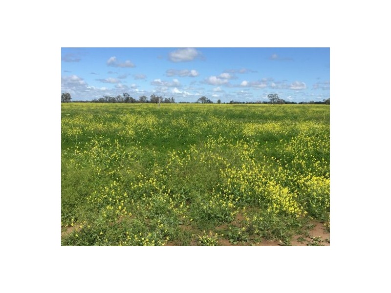 Errington Come By Chance Via, Walgett NSW 2832