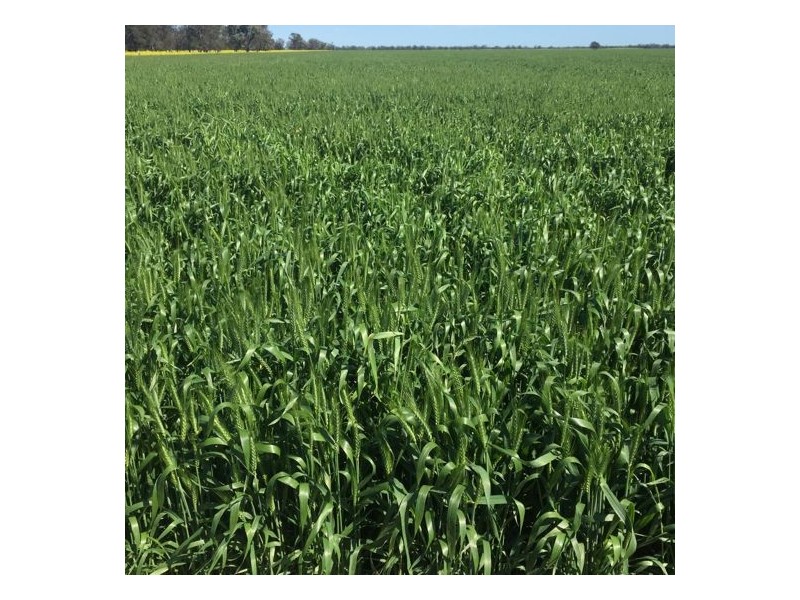 Errington Come By Chance Via, Walgett NSW 2832