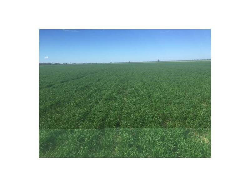 Errington Come By Chance Via, Walgett NSW 2832