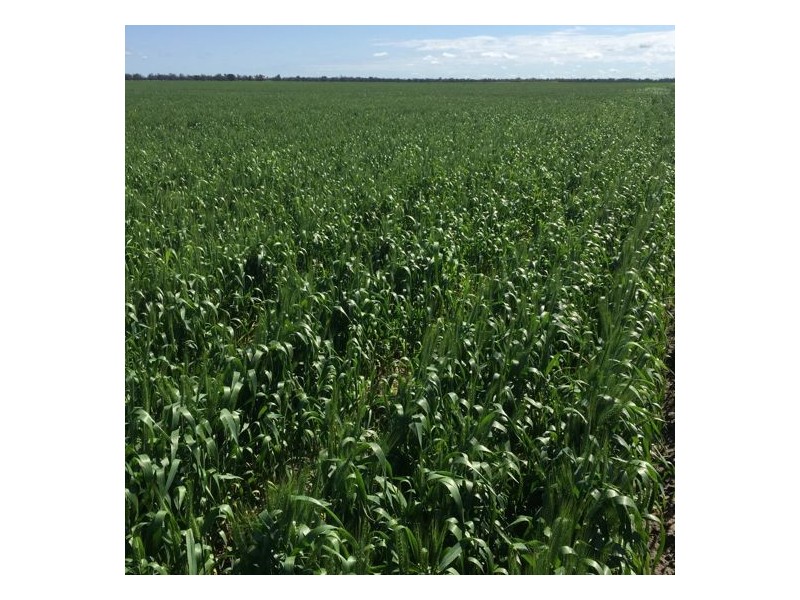 Errington Come By Chance Via, Walgett NSW 2832