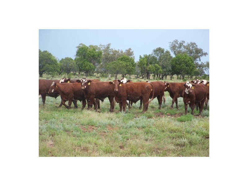 AITKEN, Walgett NSW 2832