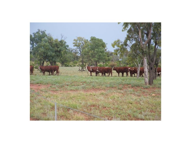 AITKEN, Walgett NSW 2832