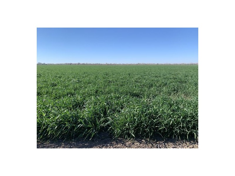 Glendale, Walgett NSW 2832