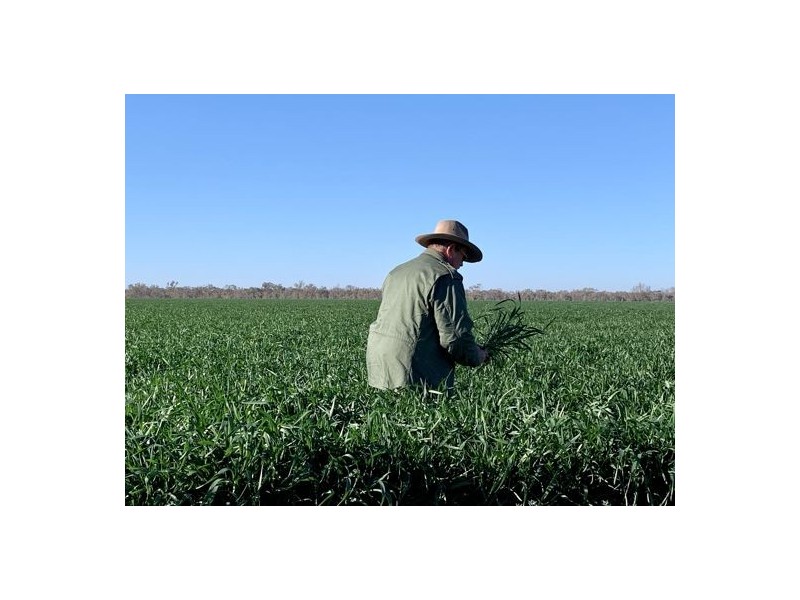 Glendale, Walgett NSW 2832