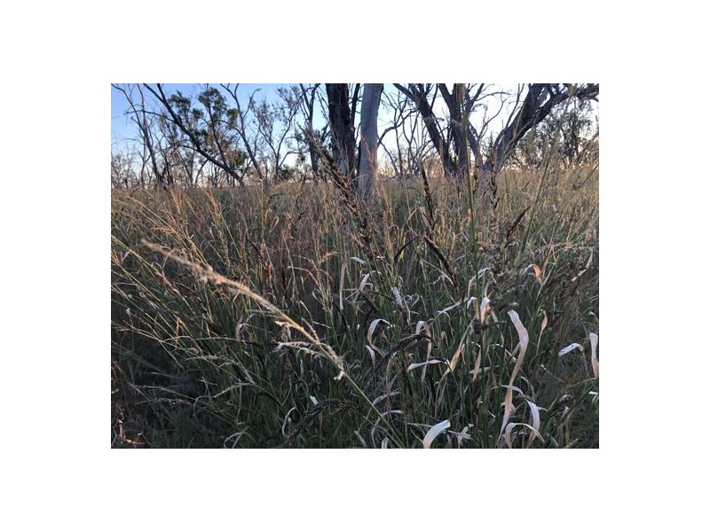 MOORDALE, Walgett NSW 2832