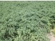 1136 Come-By-Chance Road, Walgett NSW 2832