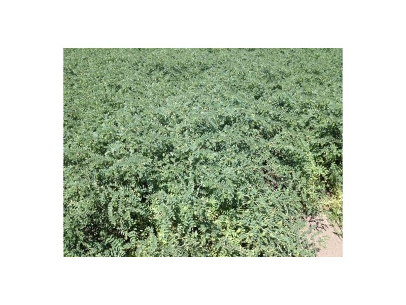 1136 Come-By-Chance Road, Walgett NSW 2832