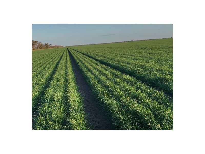 1136 Come-By-Chance Road, Walgett NSW 2832