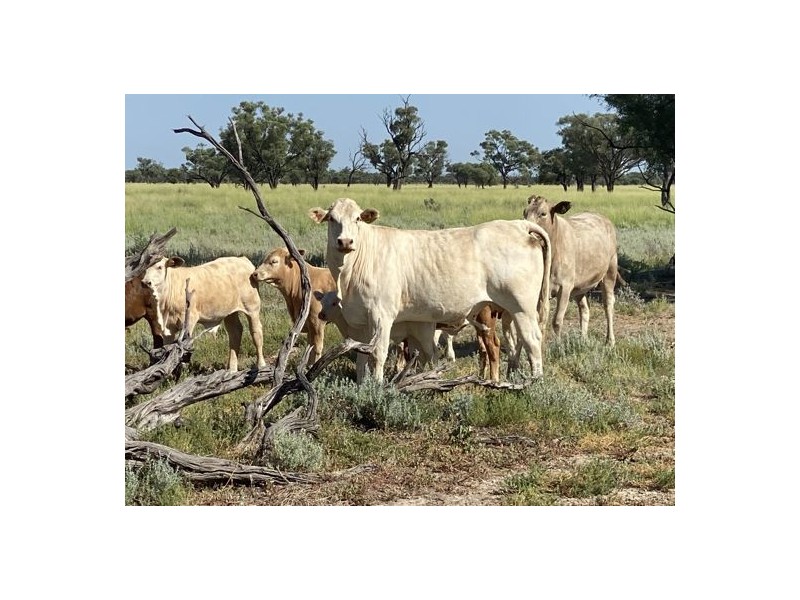 22619 Jobs Gate Rd Inverella/Carinya, Brewarrina NSW 2839