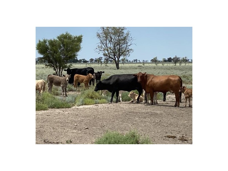 22619 Jobs Gate Rd Inverella/Carinya, Brewarrina NSW 2839