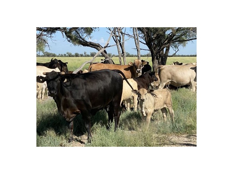 22619 Jobs Gate Rd Inverella/Carinya, Brewarrina NSW 2839