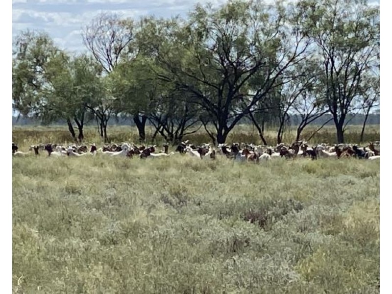 COOBIENDA, Goodooga NSW 2831