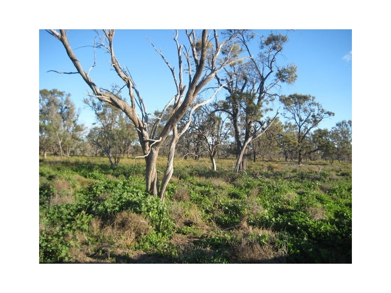 Walgett NSW 2832