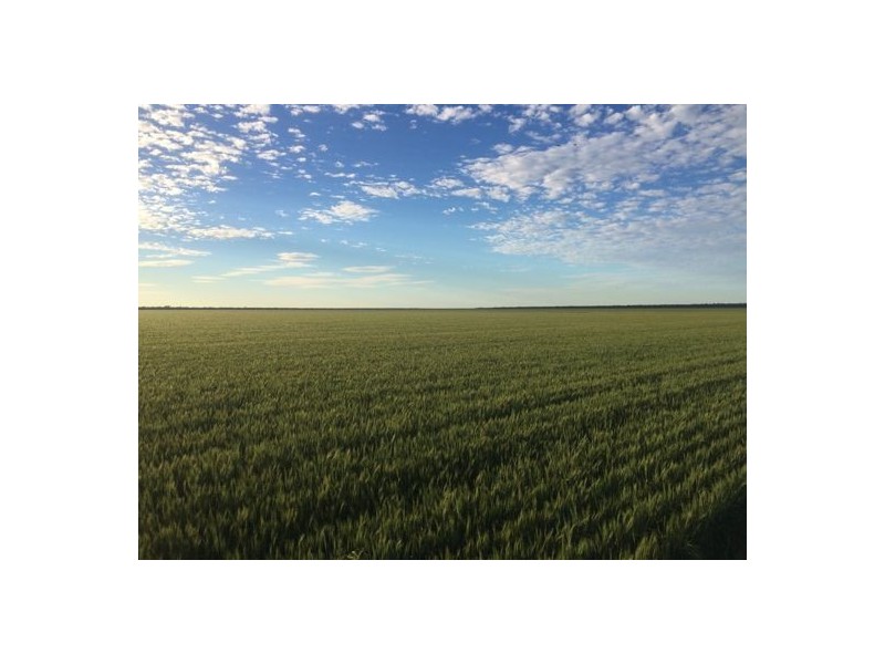 “ROXBURGH”, Walgett NSW 2832