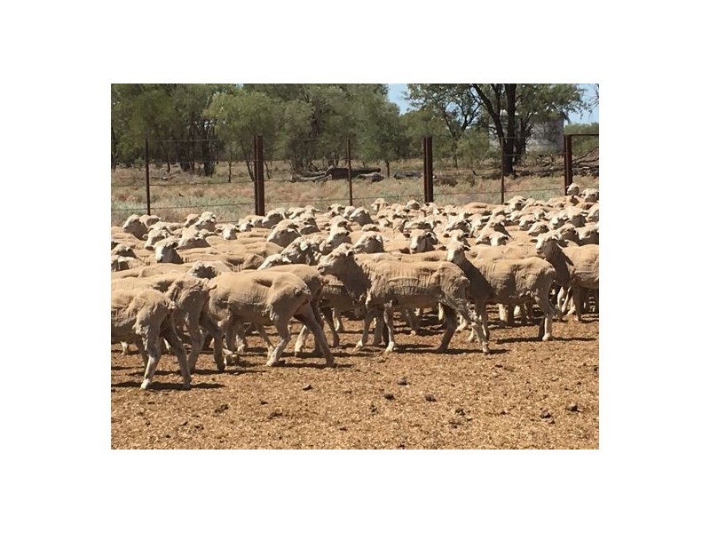 “ROXBURGH”, Walgett NSW 2832