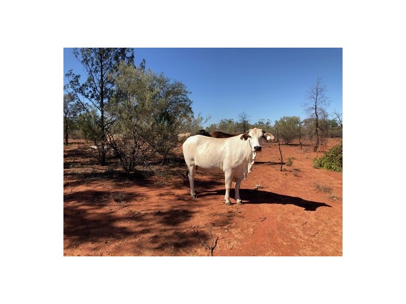 “ROXBURGH”, Walgett NSW 2832