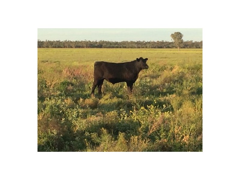 “ROXBURGH”, Walgett NSW 2832