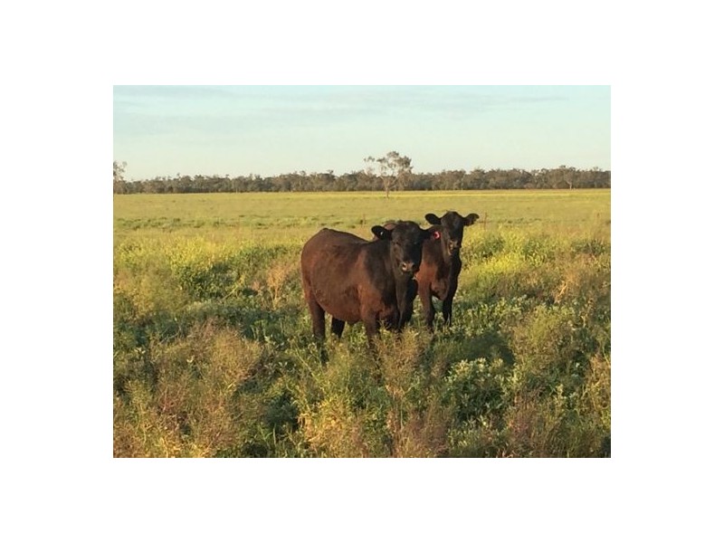 “ROXBURGH”, Walgett NSW 2832