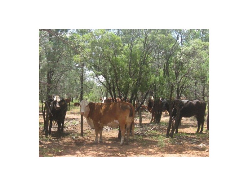 “MUTTABUN”, Lightning Ridge NSW 2834