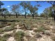 “BEEFWOOD DOWNS”, Walgett NSW 2832